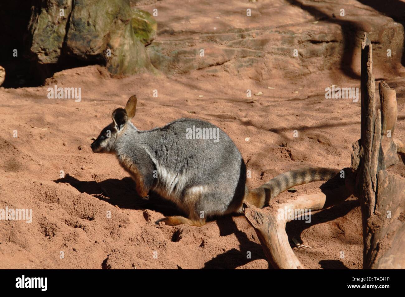 Faul kleinen Känguruh ruht in der australischen Sonne Stockfoto