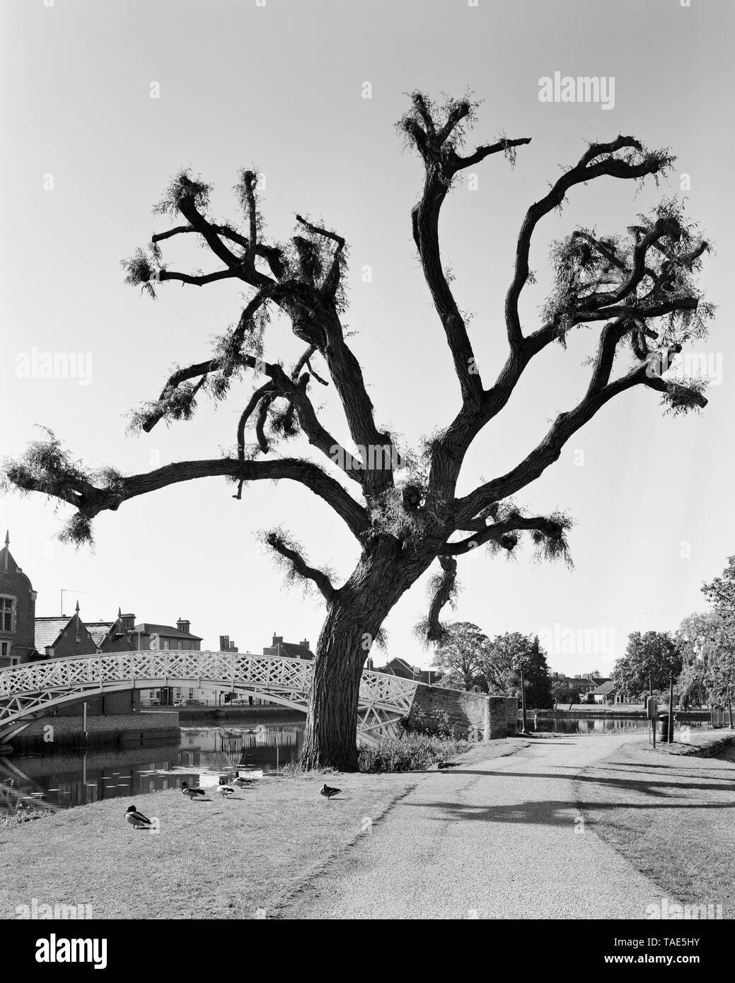 Pollarded Willow Tree neben dem Chinesischen Brücke in Godmanchester Cambridgeshire England Stockfoto