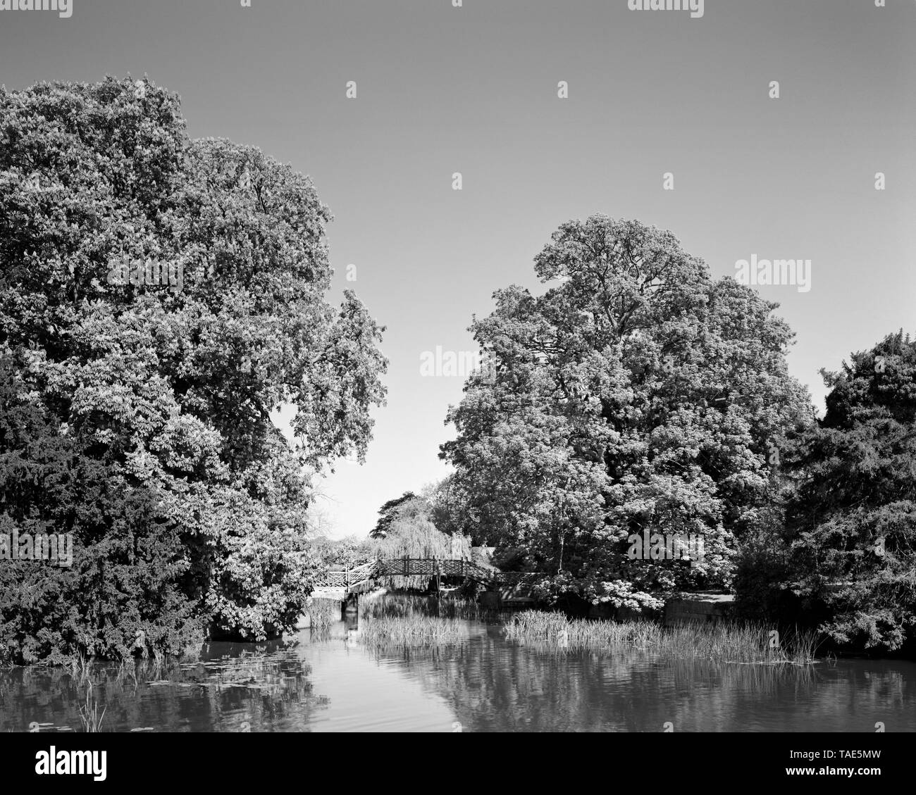 Rosskastanie Bäume und Holzsteg an den Wehren in Godmanchester Cambridgeshire England Stockfoto