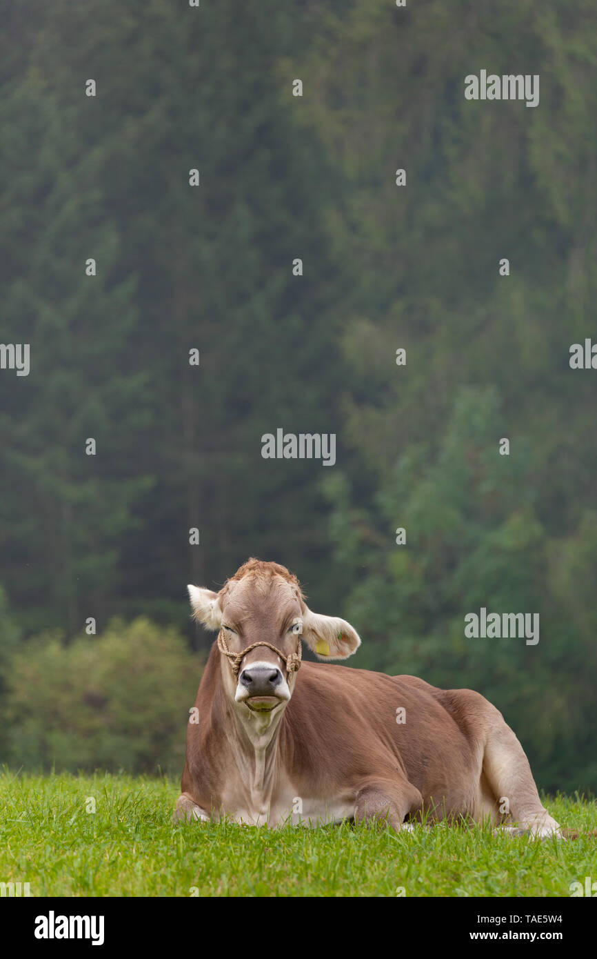 Eine braune alpine Kuh ruht in einer grünen Weide im Dolomiten Gebiet Stockfoto
