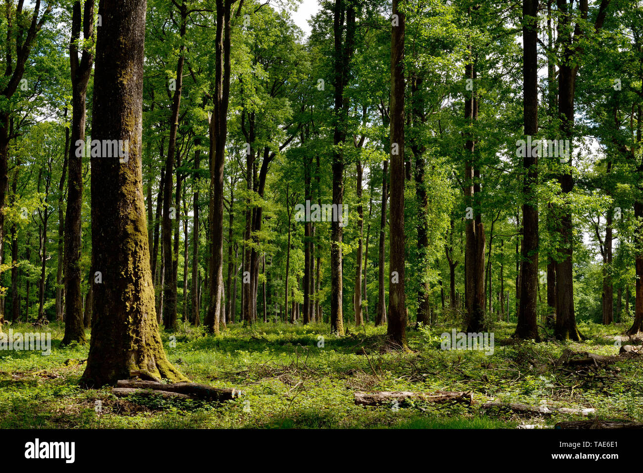 Staatliche Wald'foret domaniale du Perche et de La Trappe" (Frankreich) *** Local Caption *** Stockfoto