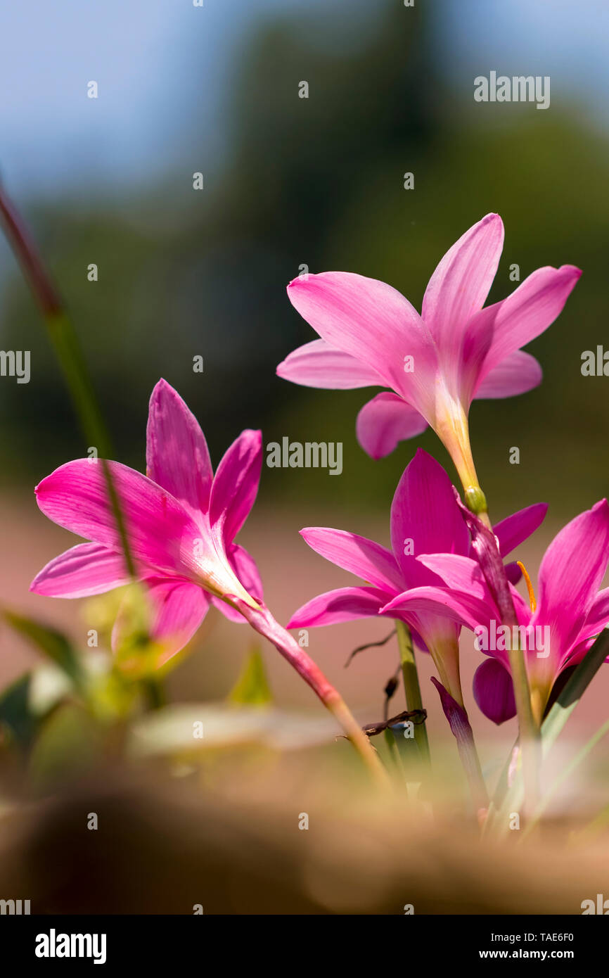 Ein Haufen wild Lily Blumen blühen auf den Weißen isoliert verschwommenen Hintergrund Stockfoto
