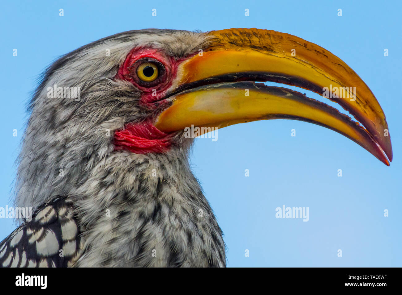 Nahaufnahme einer Southern Yellow-billed Hornbill mit Bill auf blauem Hintergrund (Himmel) Stockfoto