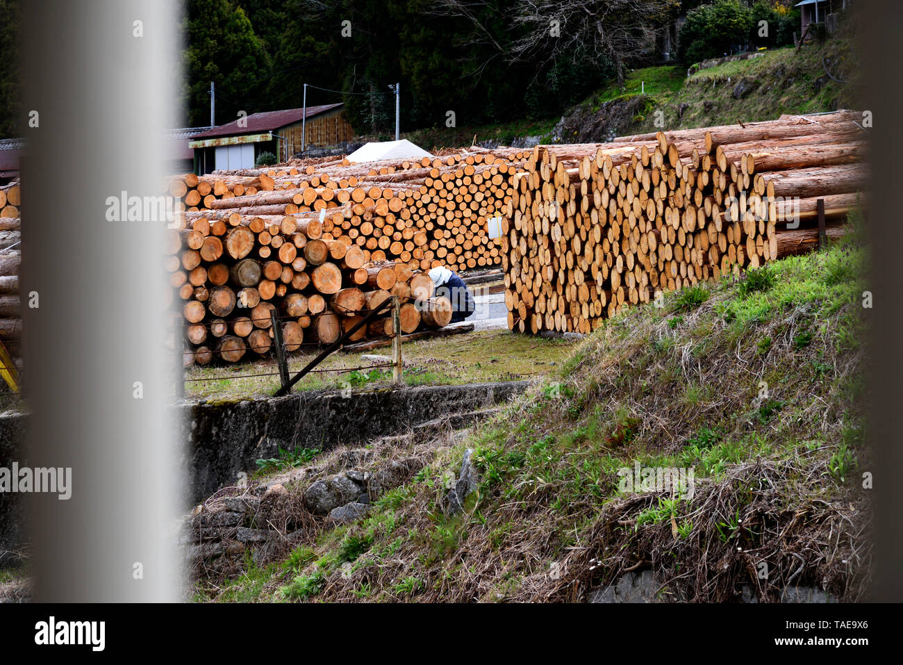 Holzhandel Japan Stockfoto