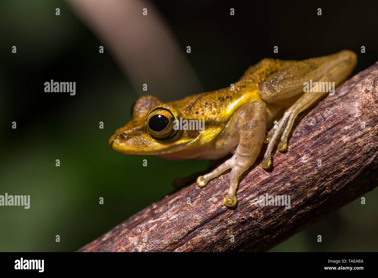 Dumeril's Bright-eyed Frog (Boophis tephraeomystax) sitzt auf Zweig, Ankify, Madagaskar Stockfoto