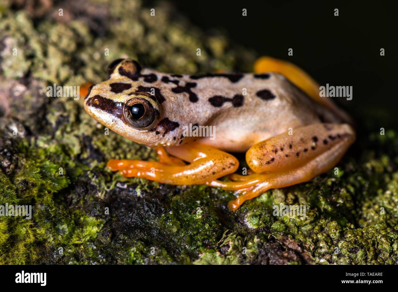 Heterixalus variabilis (Heterixalus variabilis) sitzen auf mossed Boden, Ambanja, Madagaskar Stockfoto