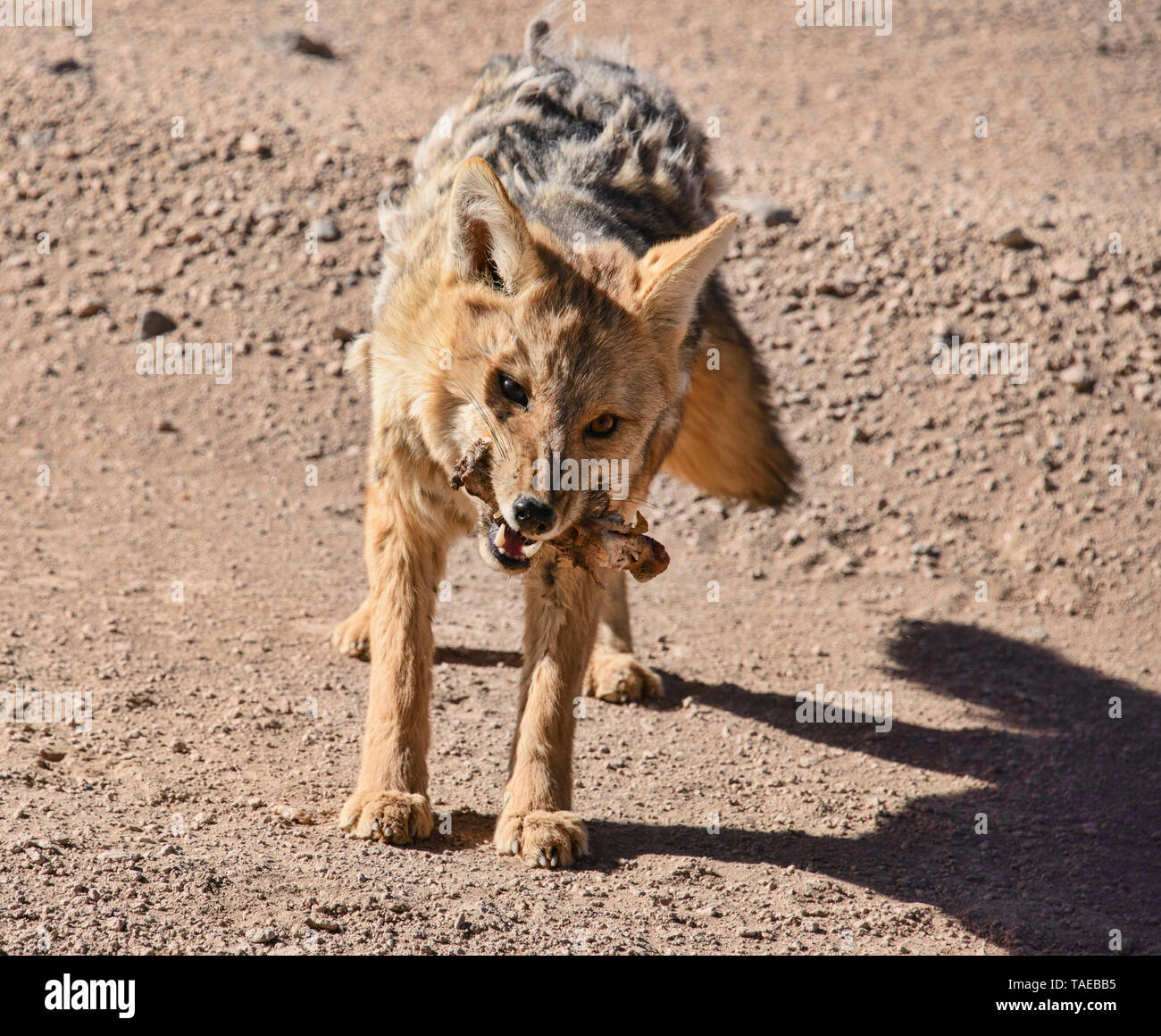 Andean fox (Lycalopex culpaeus), Salar de Uyuni, Bolivien Stockfoto
