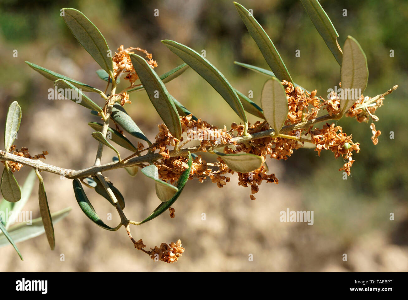 Cluster der trockene Blumen, die durch Milben, Pelissane, Bouches du Rhône, Frankreich parasitierten wurden Stockfoto