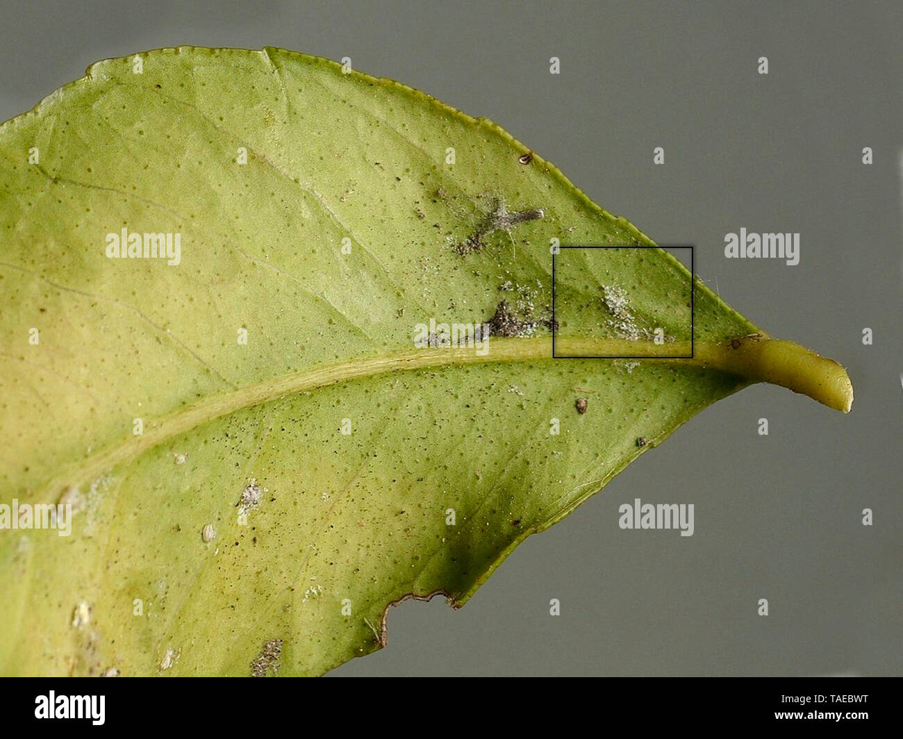 Aufgaben auf der Unterseite eines Lemon Tree leaf betroffen durch die Milbe beißt. Beachten Sie, dass das Feld vergrößert auf einem anderen Foto. Stockfoto