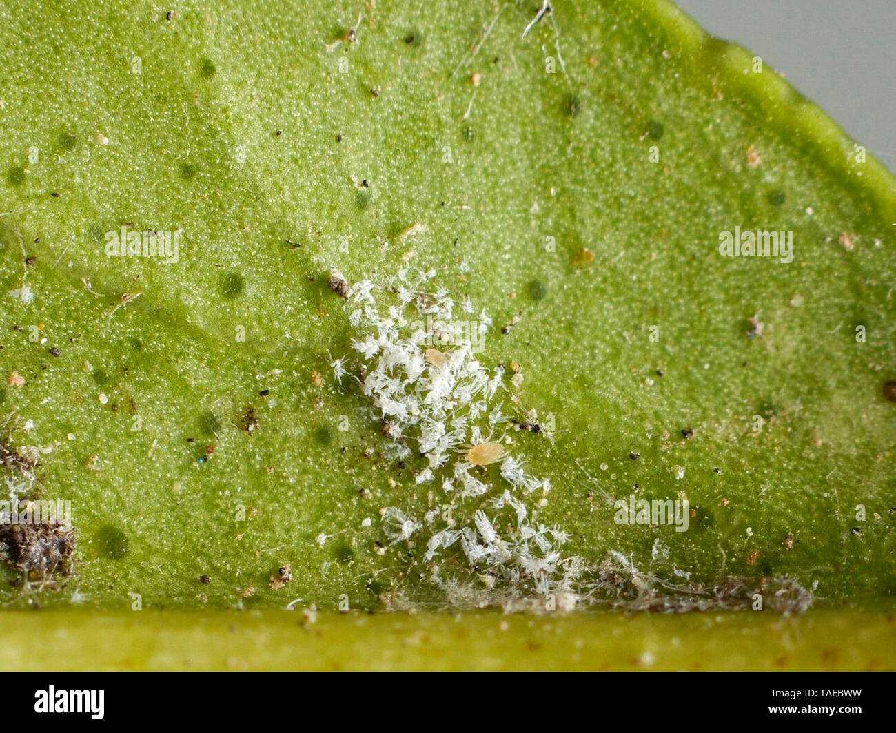 Kolonie von Milben unter einem Lemon Tree Leaf, mit vielen Häutungen und einige Eier. Stockfoto