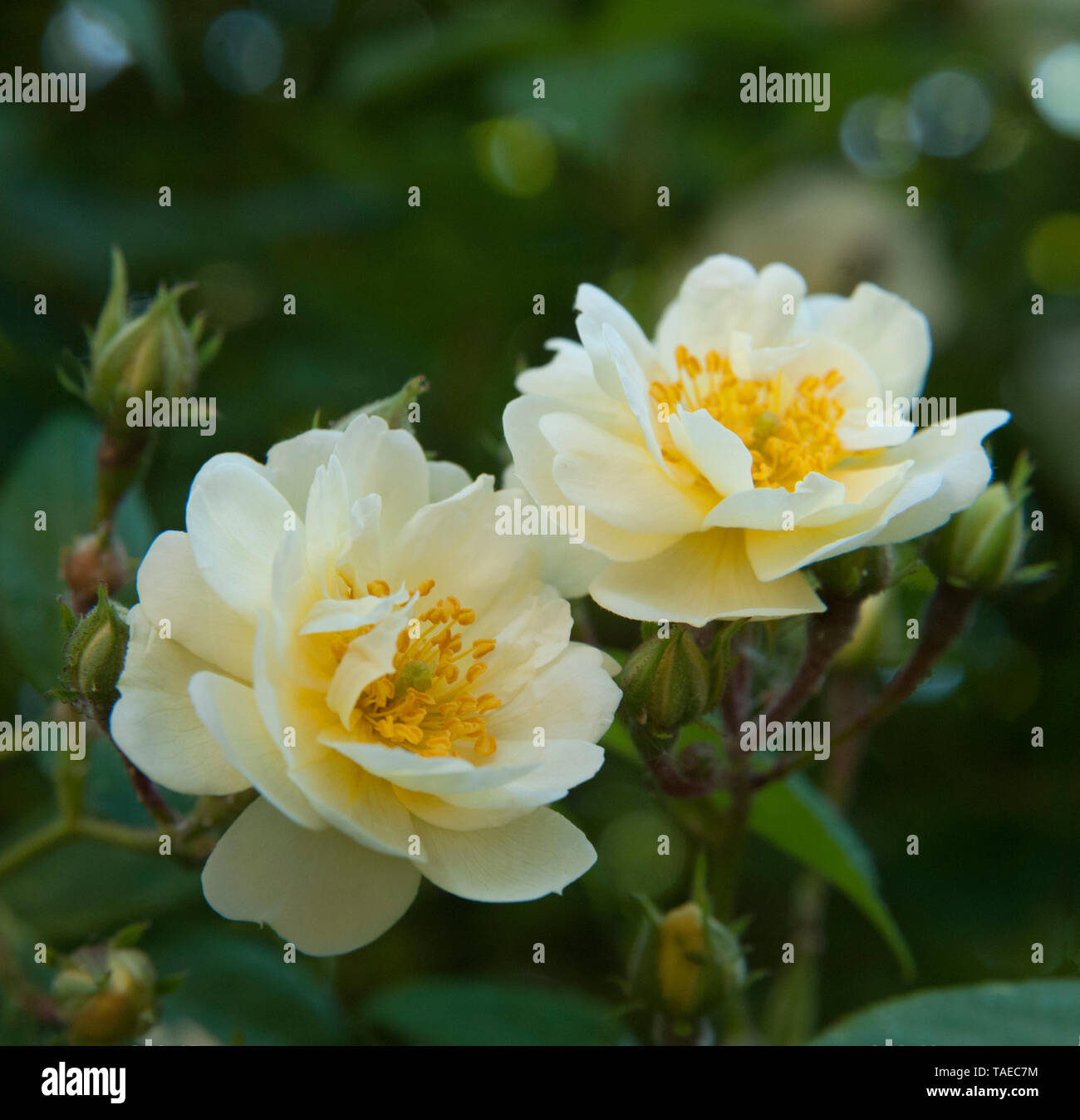 Zwei kleine weiße Teelosen in voller Blüte auf einem Zweig mit Knospen Stockfoto