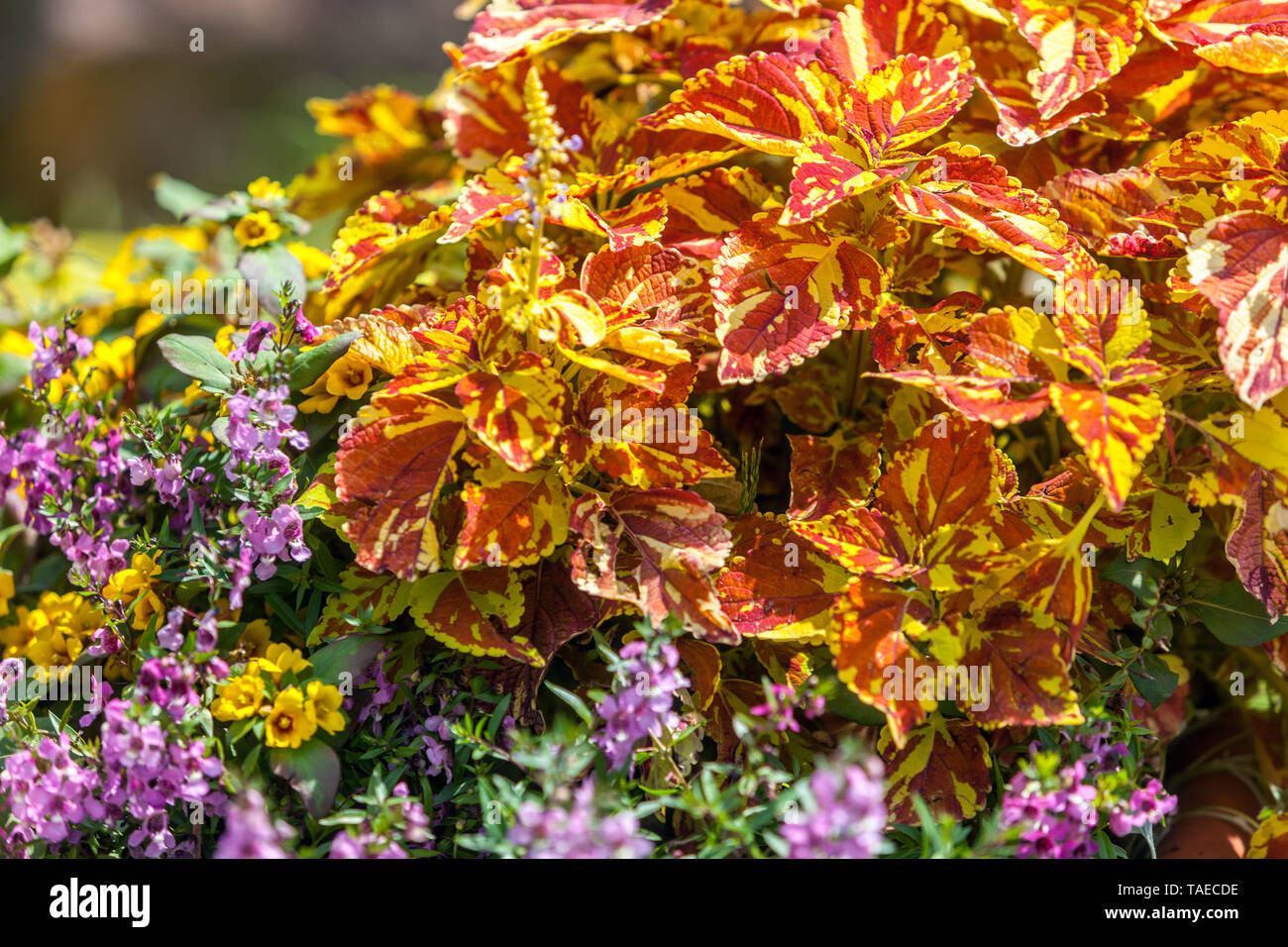 Coleus, Pflanzen mit dekorativen Blätter und Laub geeignet für jährliche Garten Stockfoto
