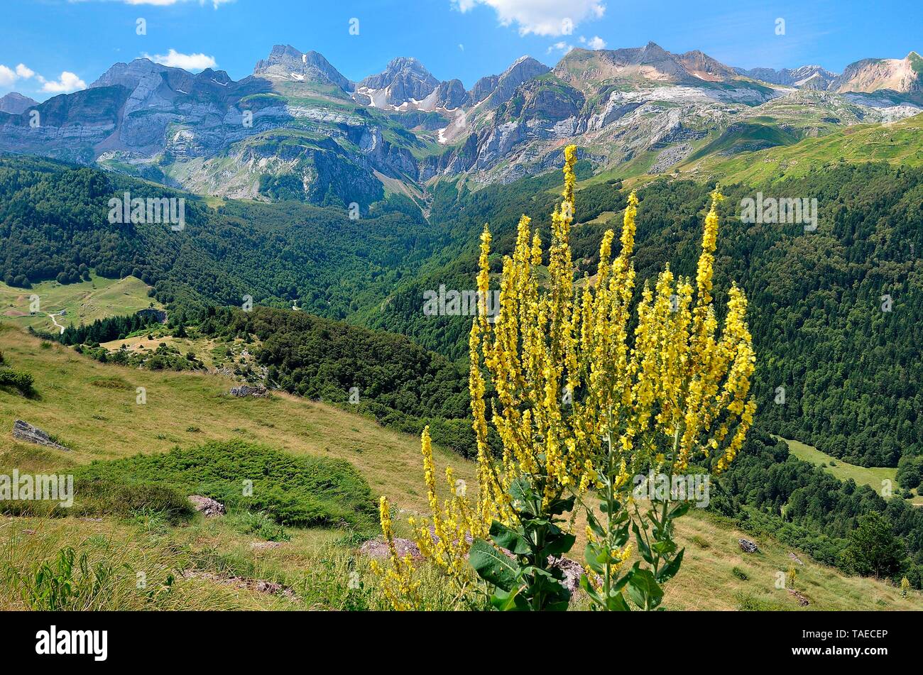 Scrophulariaceae Family Stockfotos & Scrophulariaceae Family Bilder - Alamy