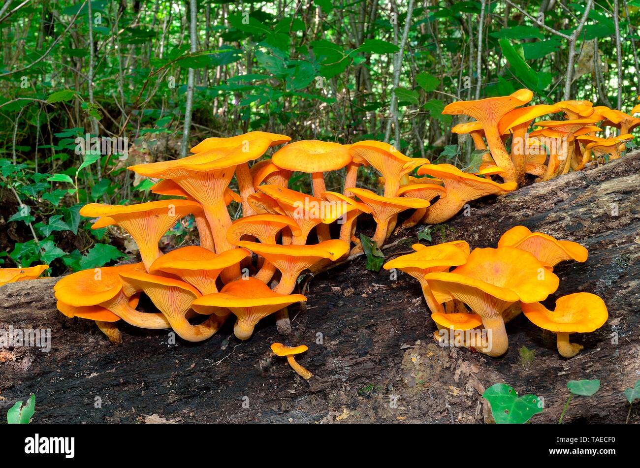 Falscher Pfifferling Hygrophoropsis Aurantiaca Stockfotos Und bilder Falscher Pfifferling Hygrophoropsis Aurantiaca Stockfotos Und bilder