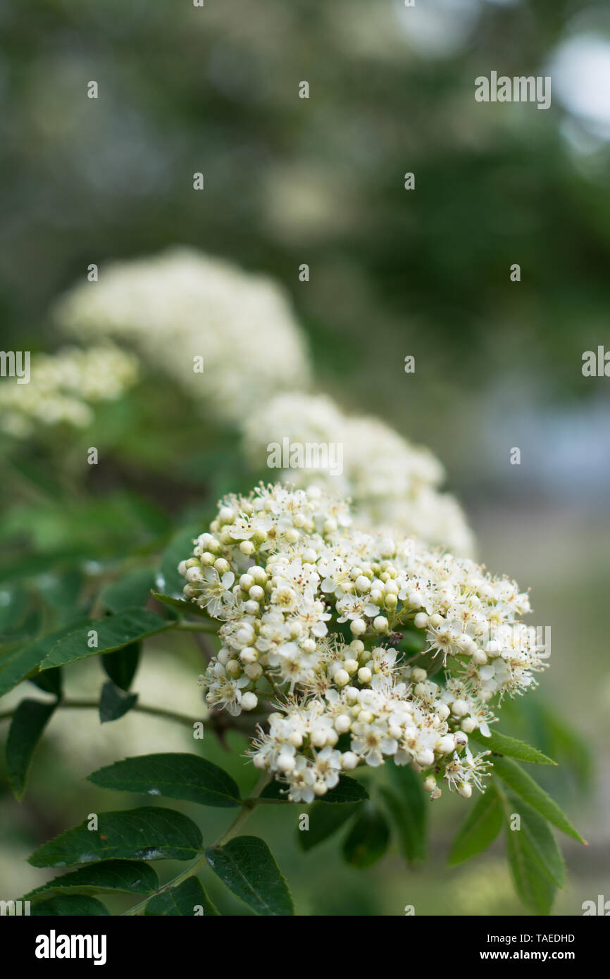 Nahaufnahme von Rowan Tree Blüte corymbs mit Knospen und Blüten - im Frühjahr - text Raum Stockfoto