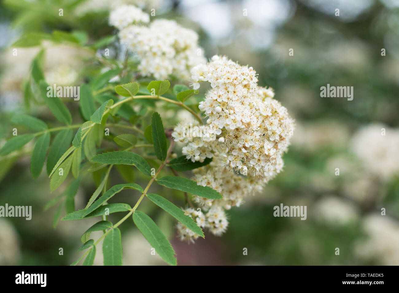 Nahaufnahme der Blüte Rowan Tree corymb im Frühjahr, unscharfen Hintergrund, Text Raum Stockfoto