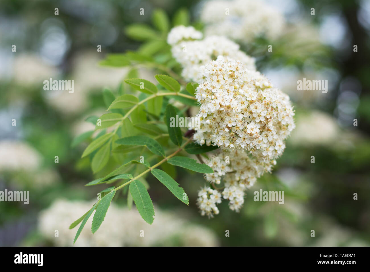 Nahaufnahme der Blüte Rowan Tree corymb im Frühjahr, verschwommenen Hintergrund Stockfoto