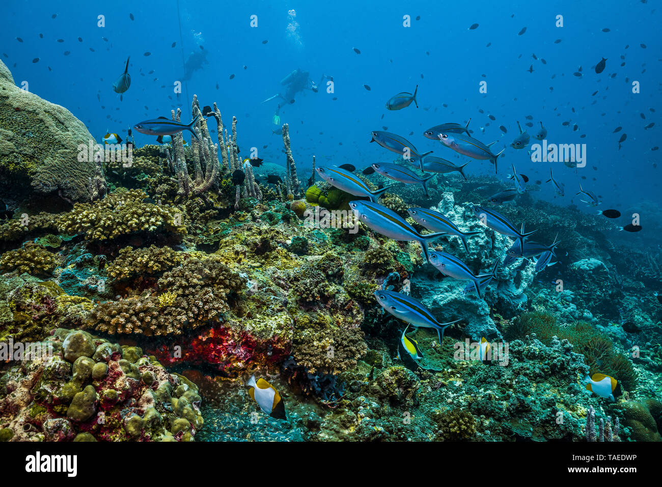 Tara Pacific Expedition - November 2017 Inglis Shoal seamount, Kimbe Bay, Papua Neu Guinea, Marine leben auf einer teilweise gebleicht reef Crest. Füsiliere und anderen Rifffischen. D: 20 m Stockfoto