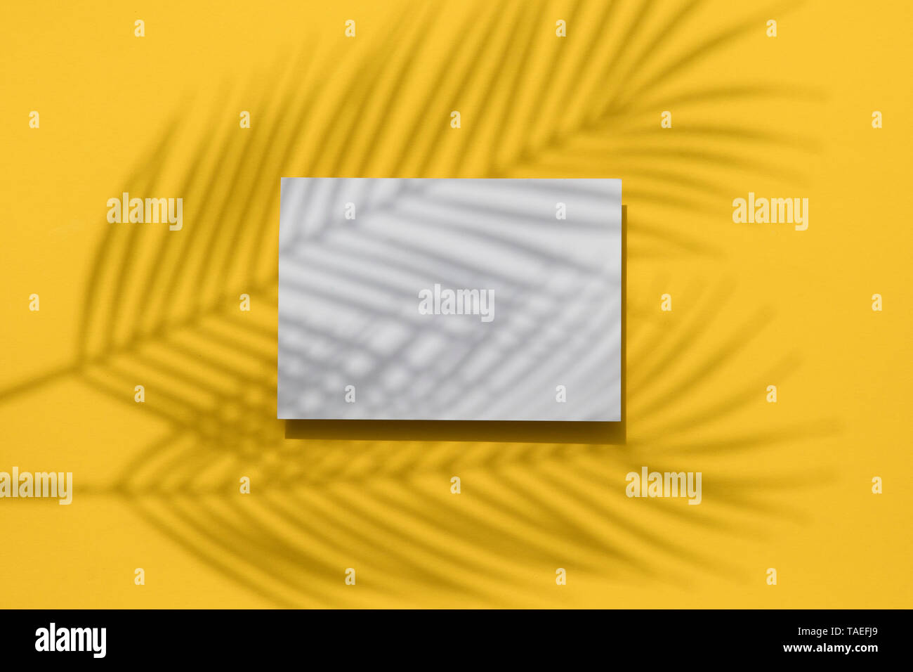 Tropischer Sommer gelb hinterlegt. Palm Leaf Schatten auf ein leeres weißes Etikett Stockfoto