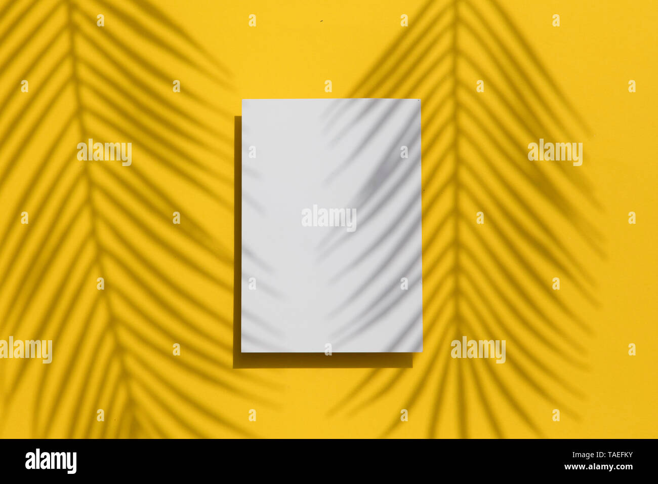 Tropischer Sommer gelb hinterlegt. Palm Leaf Schatten auf ein leeres weißes Etikett Stockfoto