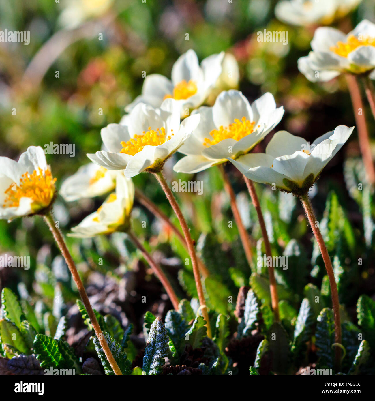 Der frühe Frühling weiße zarte Blumen. Kamtschatka, Russland. Schließen Sie herauf Bild. Stockfoto