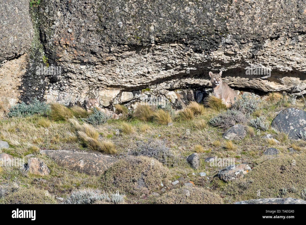 Puma (Felis concolor), Torres del Paine NP, Chile Stockfoto
