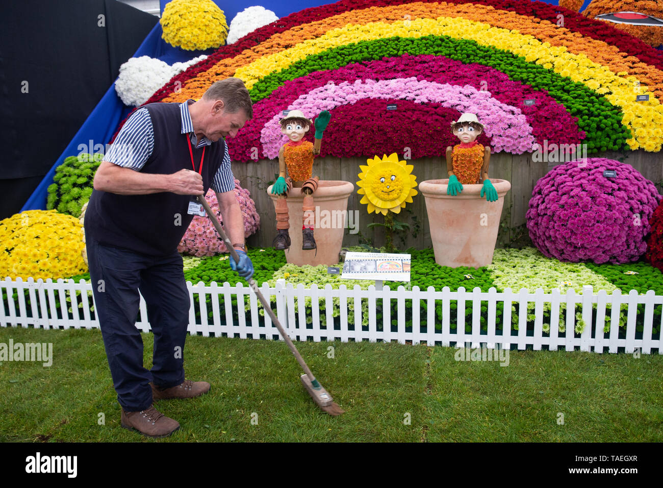 Der letzte Schliff an der Nationalen Chrysantheme Gesellschaft stand im Grand Pavillon auf der Chelseas Flower Show. Stockfoto