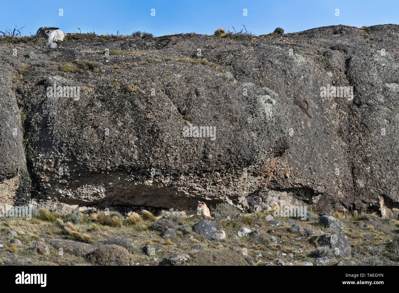 Puma (Felis concolor), Torres del Paine NP, Chile Stockfoto