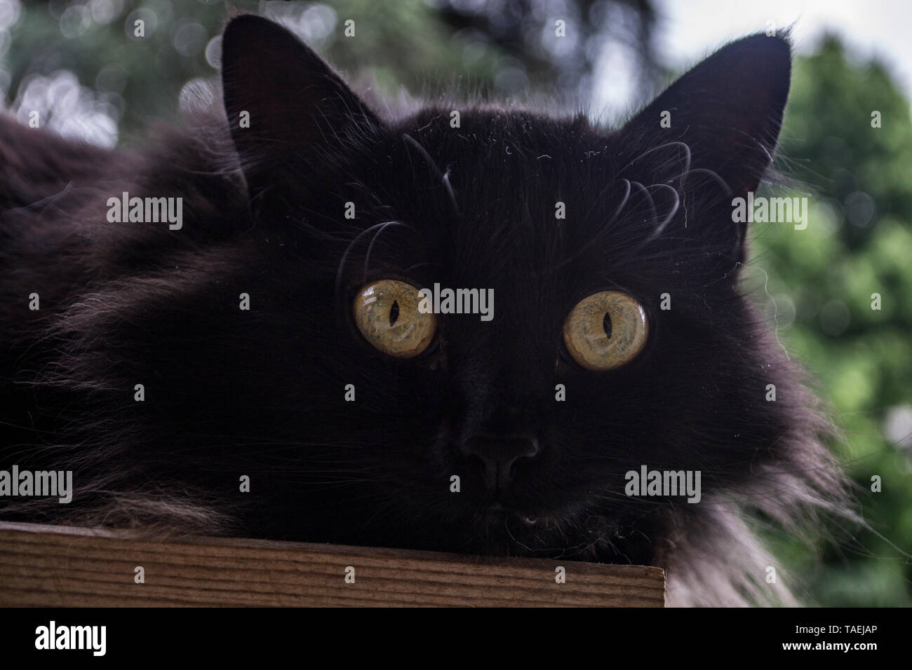 Schwarze Katze entdecken Balkon und Vögel in der Umgebung. Stockfoto