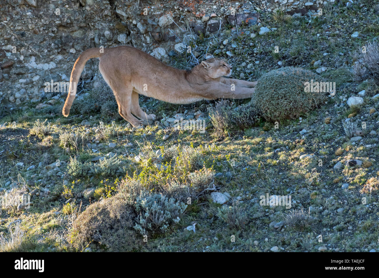 Puma (Felis concolor), Torres del Paine NP, Chile Stockfoto