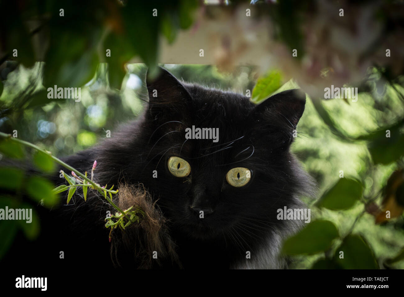 Schwarze Katze entdecken Balkon und Vögel in der Umgebung. Stockfoto