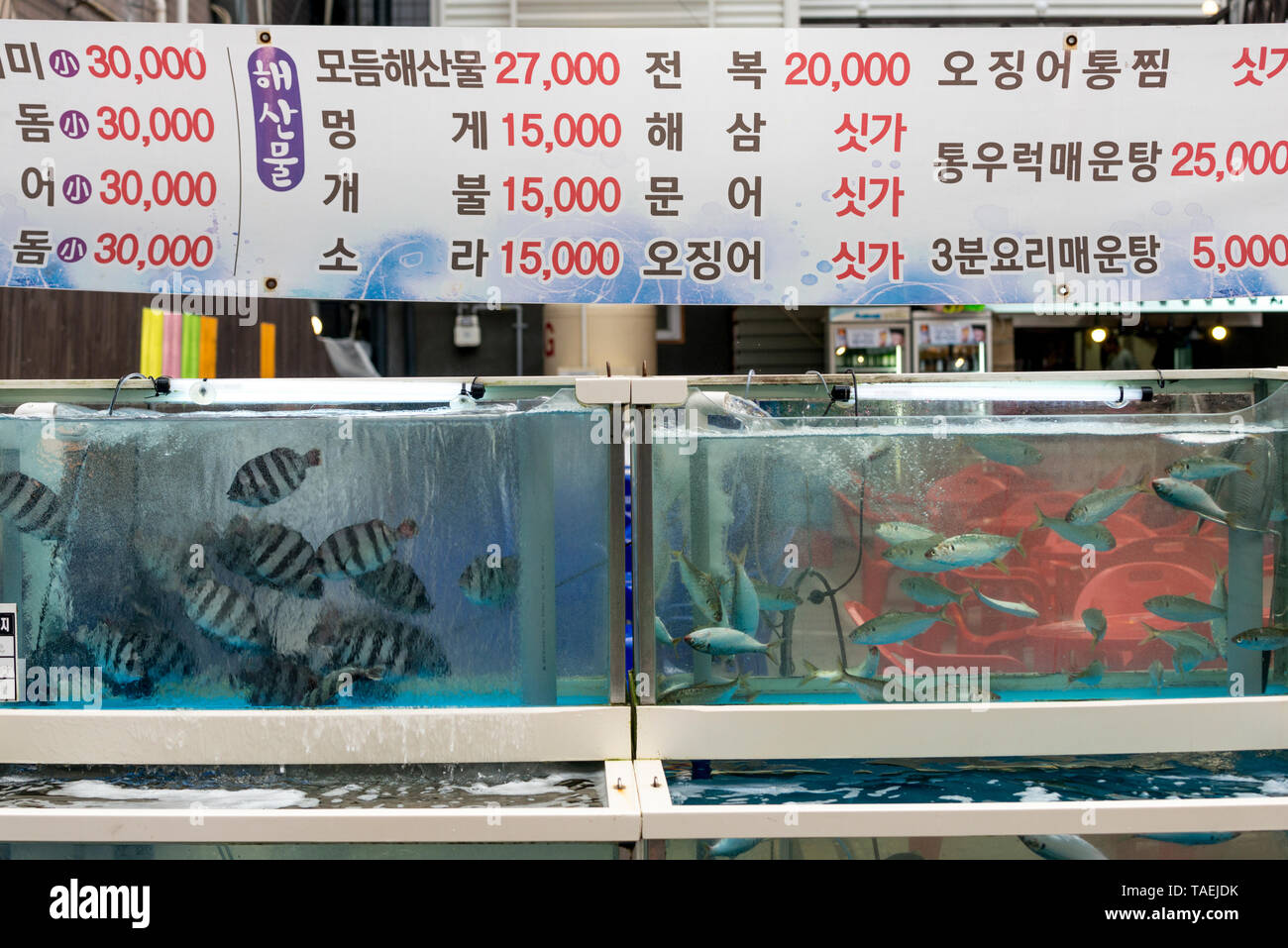 Fische im Aquarium, Seoul, Südkorea Stockfoto