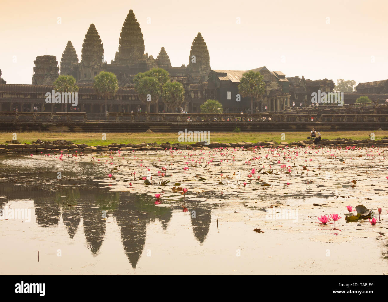 Morgen am Ankor Wat, Siem Reap, Kambodscha Stockfoto