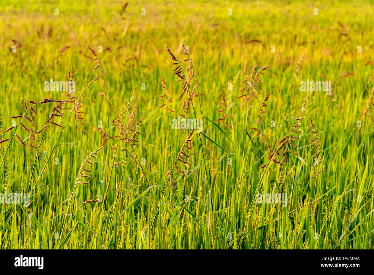 Horizontale Ansicht von Reis in einem Reisfeld in Indien wächst. Stockfoto