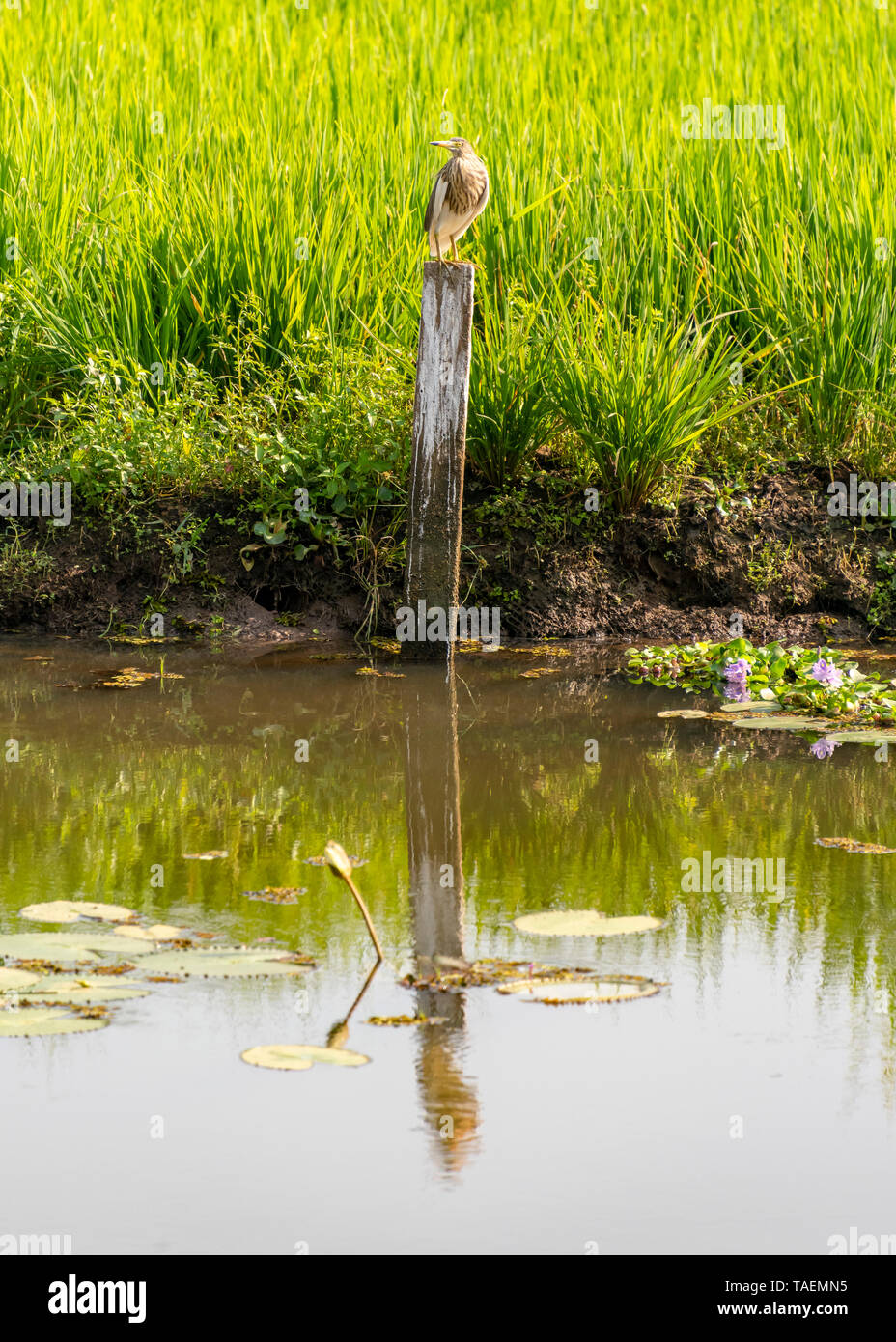 Vertikale Nahaufnahme eines paddybird in Indien. Stockfoto