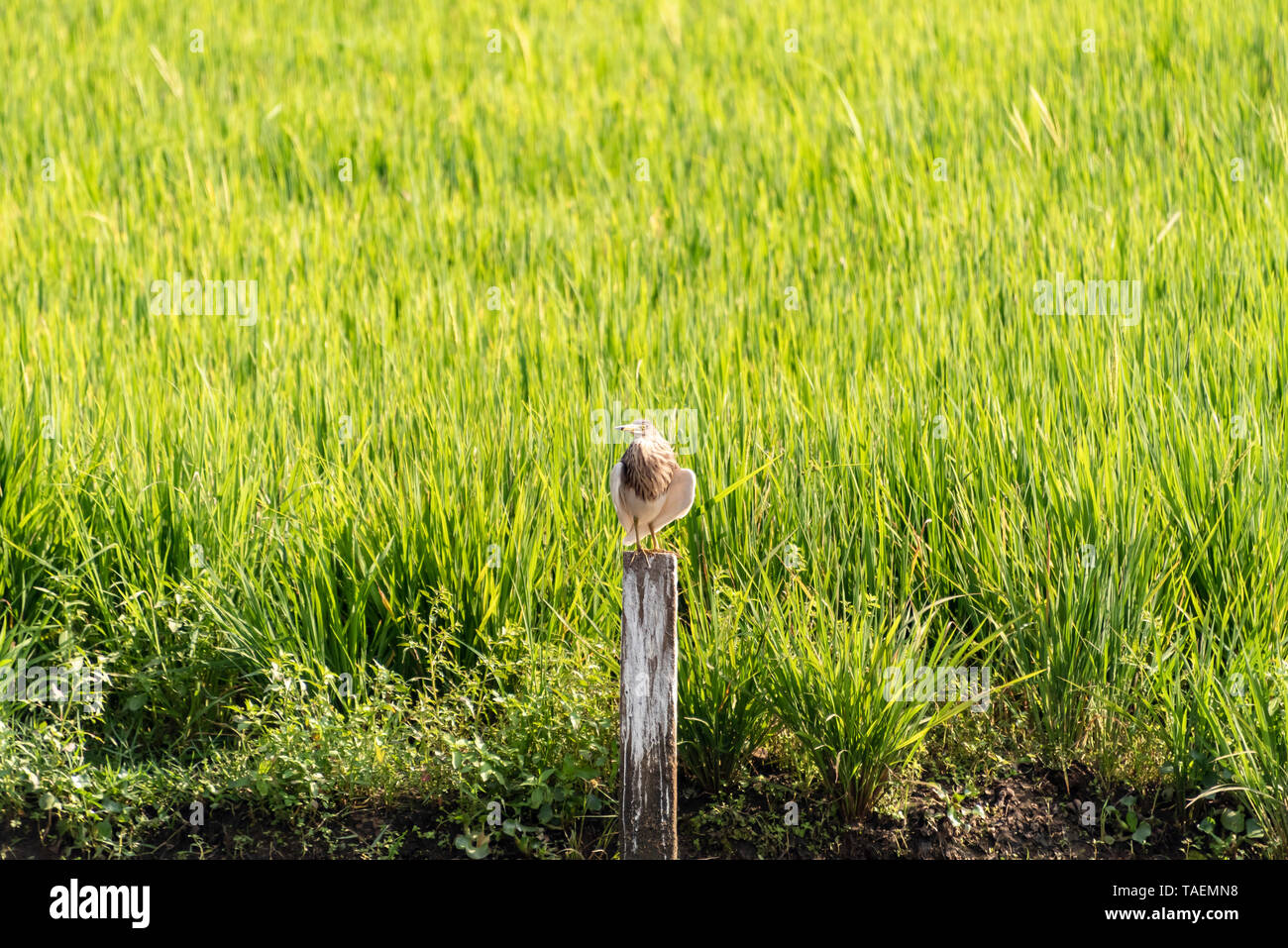 Horizontale Ansicht einer paddybird in Indien. Stockfoto