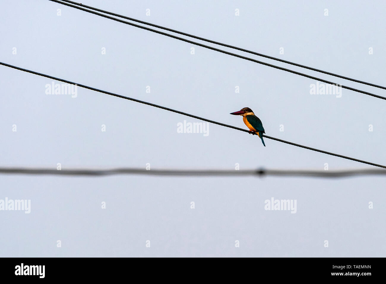 Horizontale Ansicht einer Storch - Kingfisher auf Freileitungen in Indien in Rechnung gestellt. Stockfoto