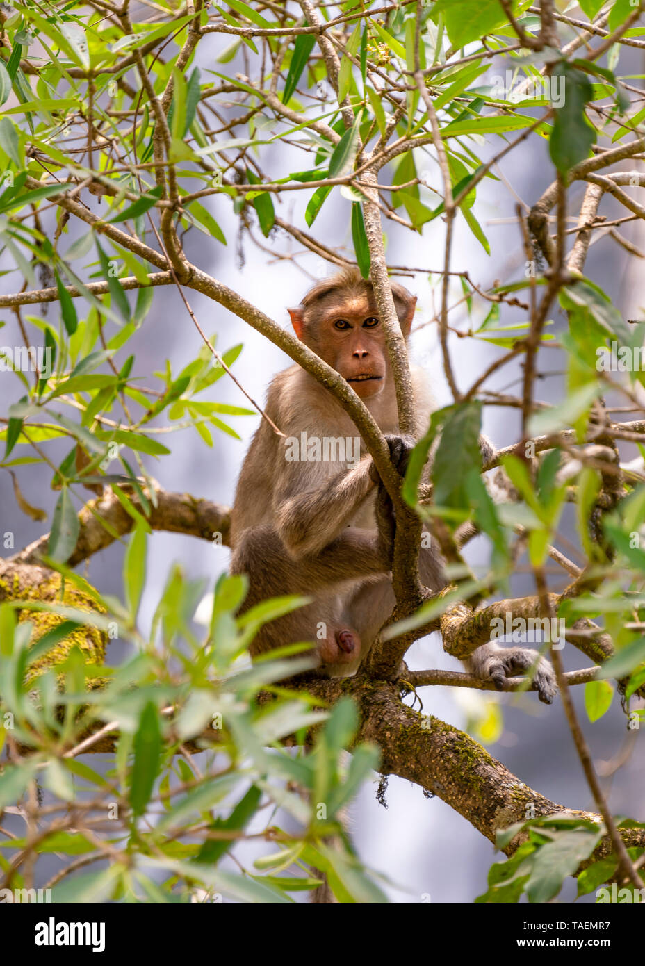 Vertikale Nahaufnahme einer Rhesus Macaque in Indien. Stockfoto