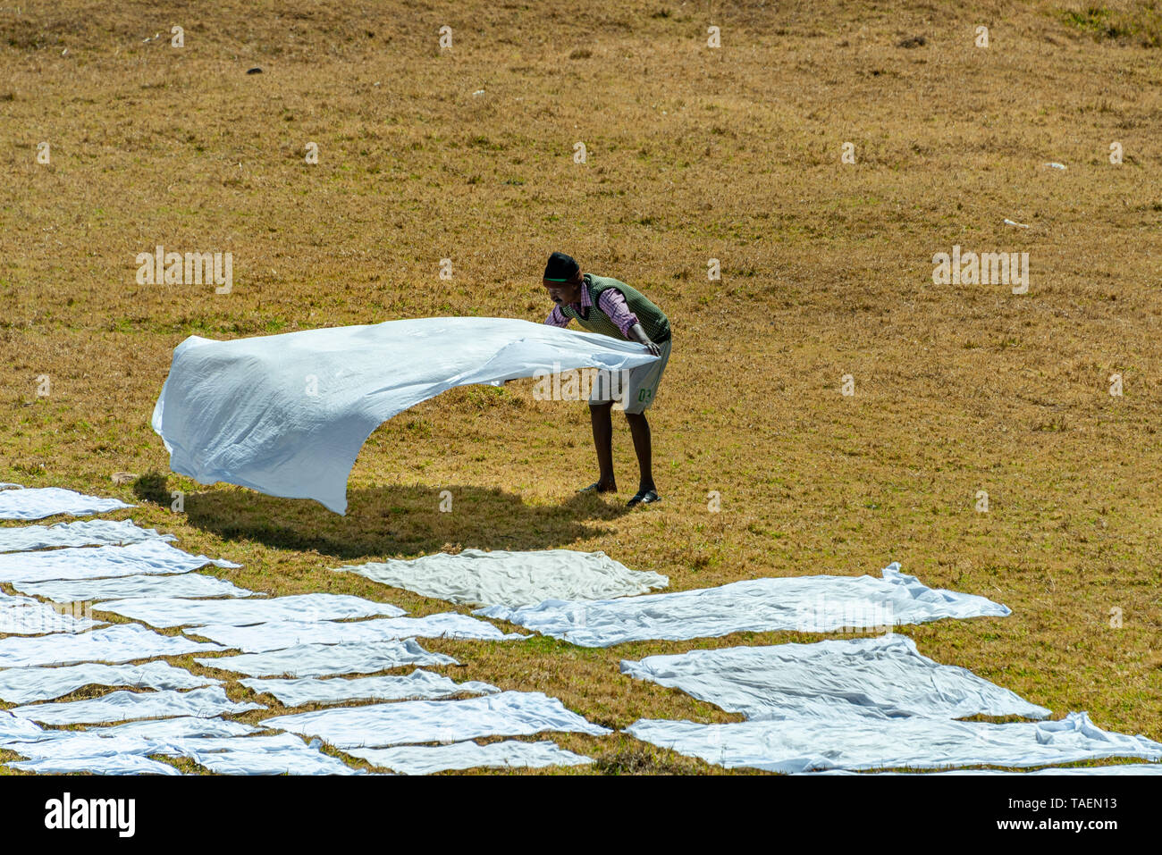 Horizontale Ansicht einer Dhobi wallah Auslegen sauber waschen in Indien zu trocknen. Stockfoto