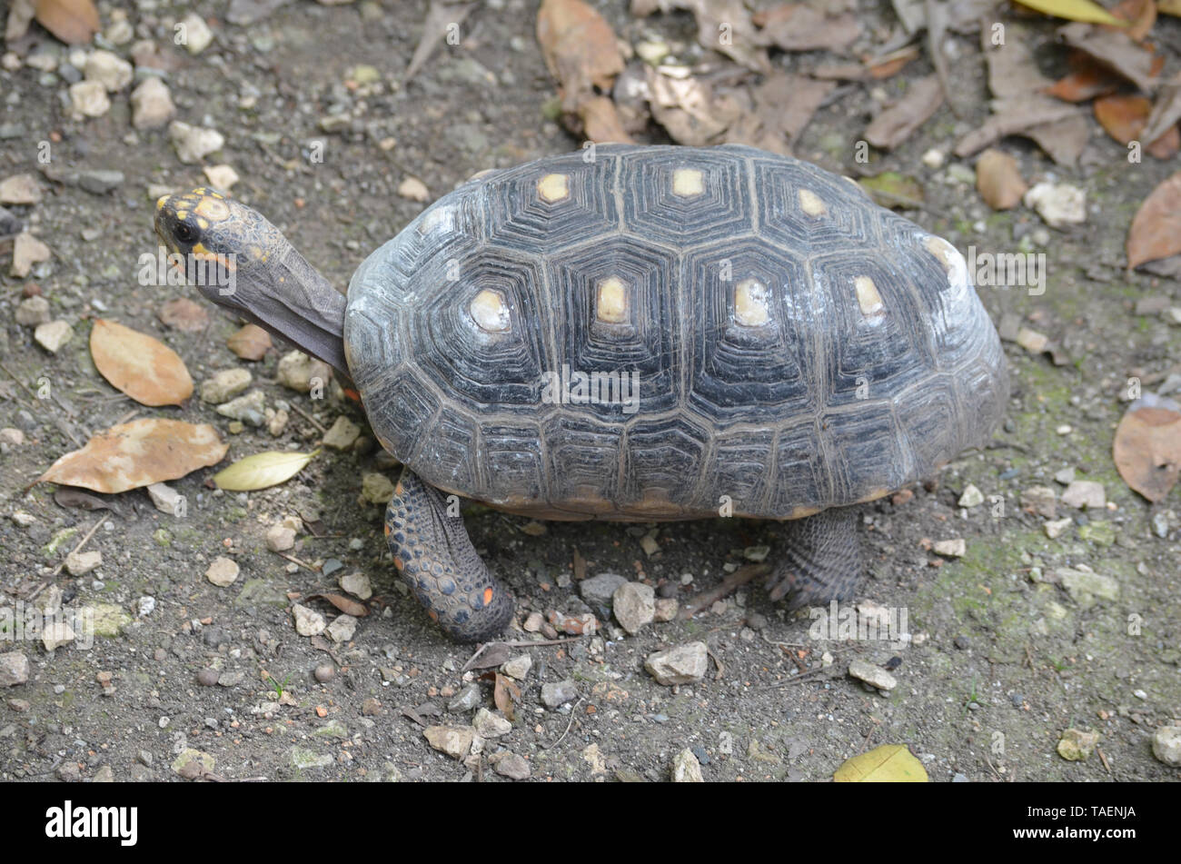Red-footed Schildkröte (Chelonoidis carbonaria) in Gefangenschaft im Quinta de los Molinos Garten (Havanna, Kuba). Stockfoto