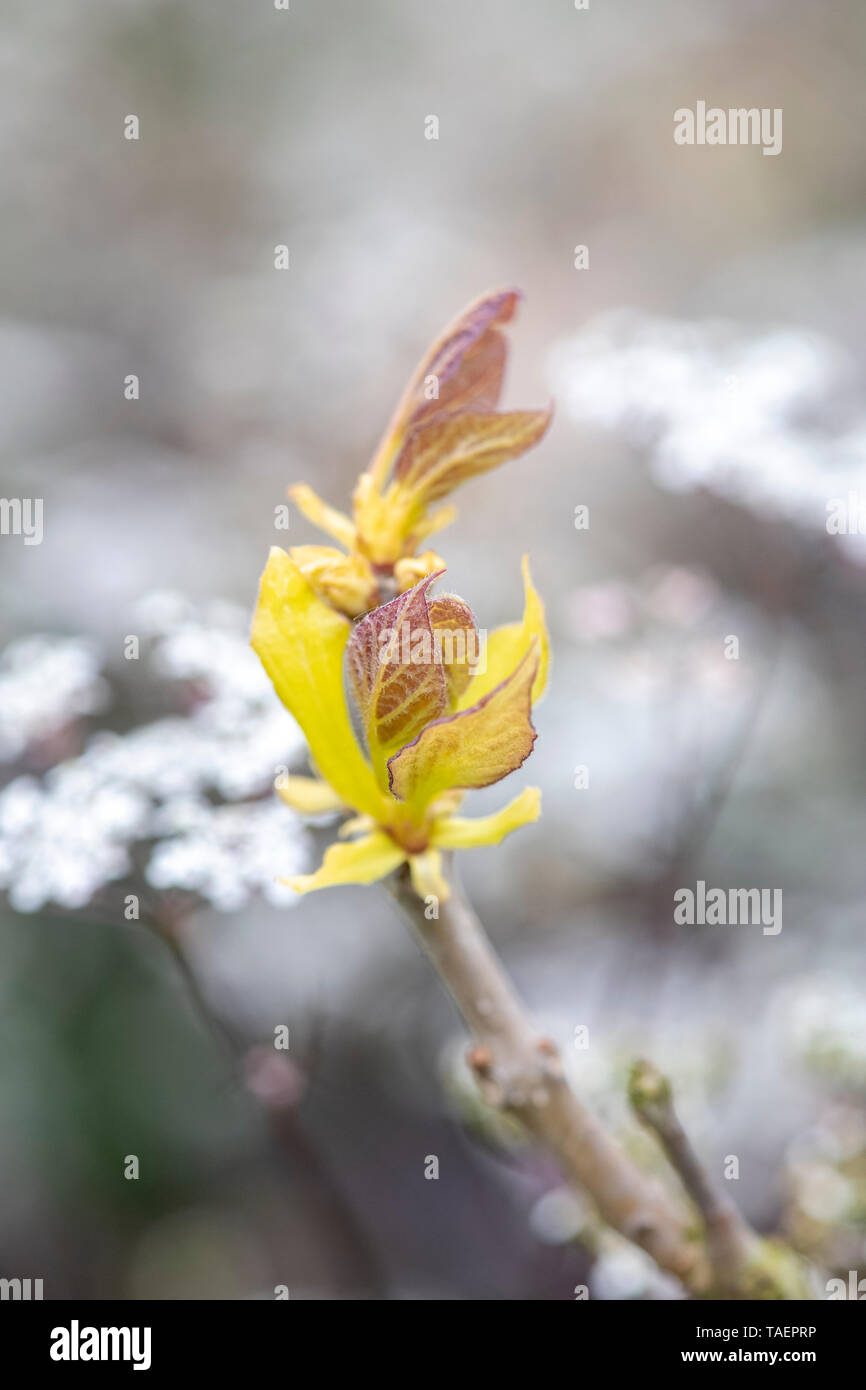 Catalpa bignonioides 'Aurea'. Neue Goldene Indian Bean Baum Blätter im Frühjahr an der RHS Wisley Gardens. Surrey, England Stockfoto