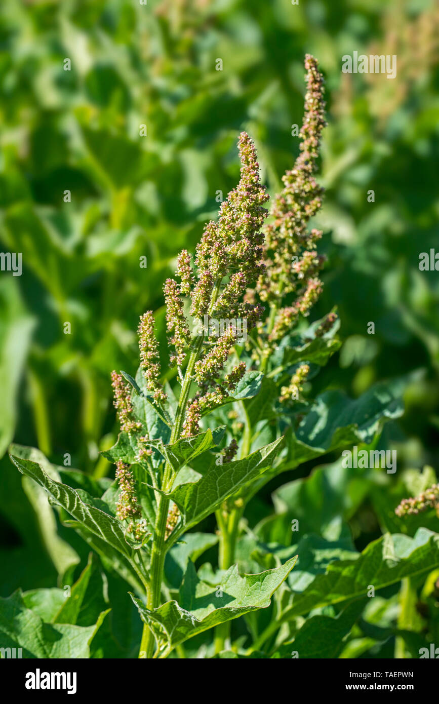 Good-King-Henry/des kleinen Mannes Spargel/Staude Gänsefuß/Mercury Gänsefuß (Blitum bonus-HENRICUS) in Blume, die in Europa Stockfoto