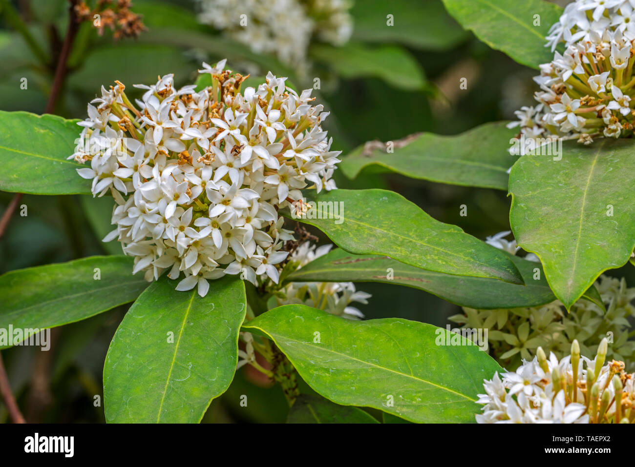 Afrikanische wintersweet/dune poison Bush/Hottentot ist Gift/Giftpfeil Anlage (Acokanthera oblongifolia) in Blüte, Mosambik und Südafrika Stockfoto