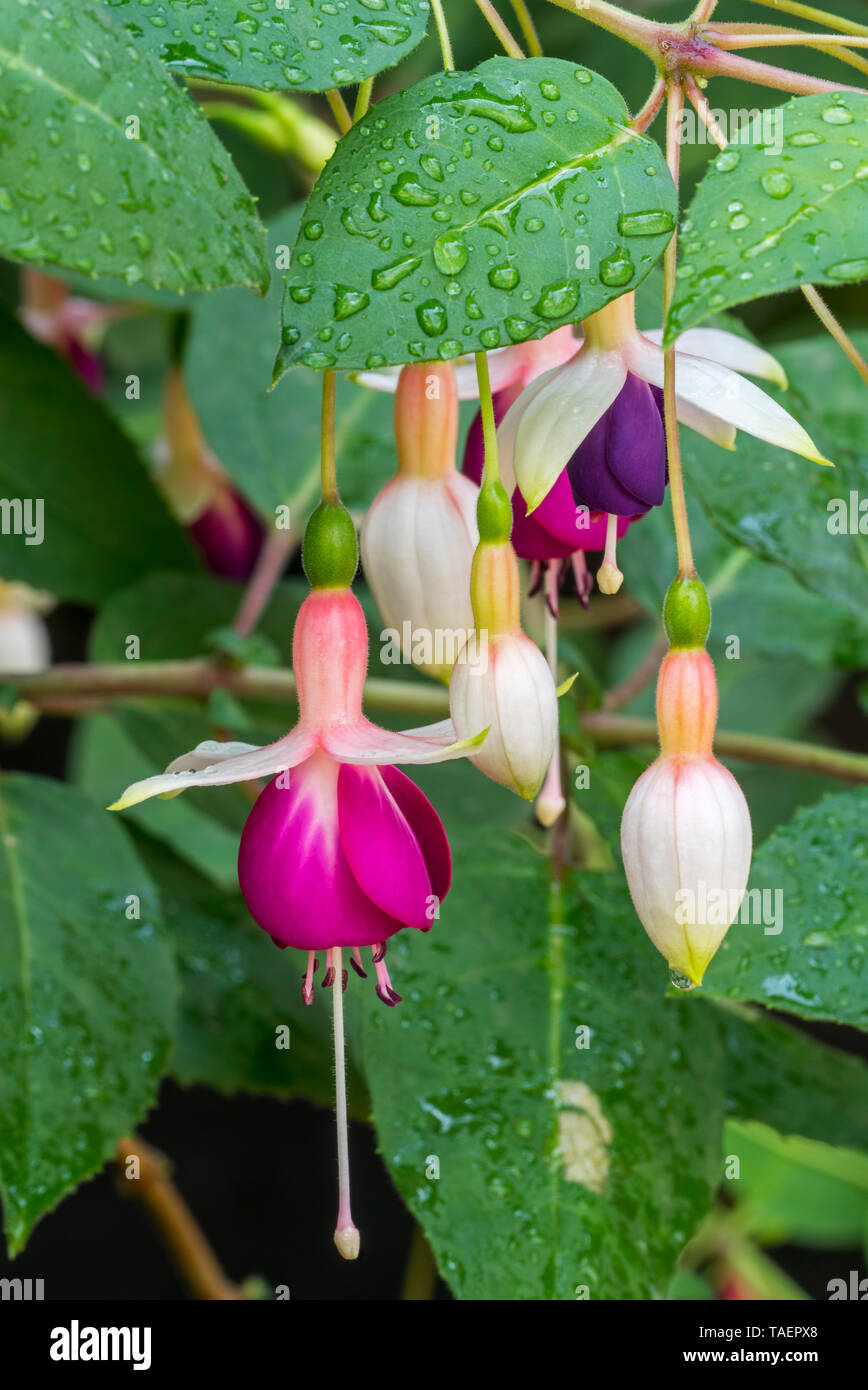 Fuchsia Rose von Kastilien im Blume Stockfoto