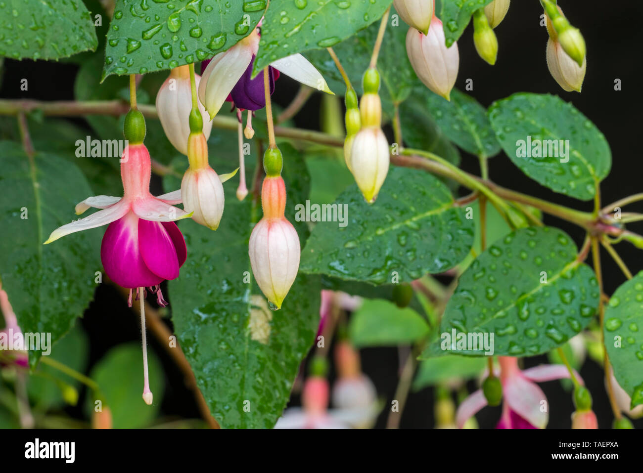 Fuchsia Rose von Kastilien im Blume Stockfoto