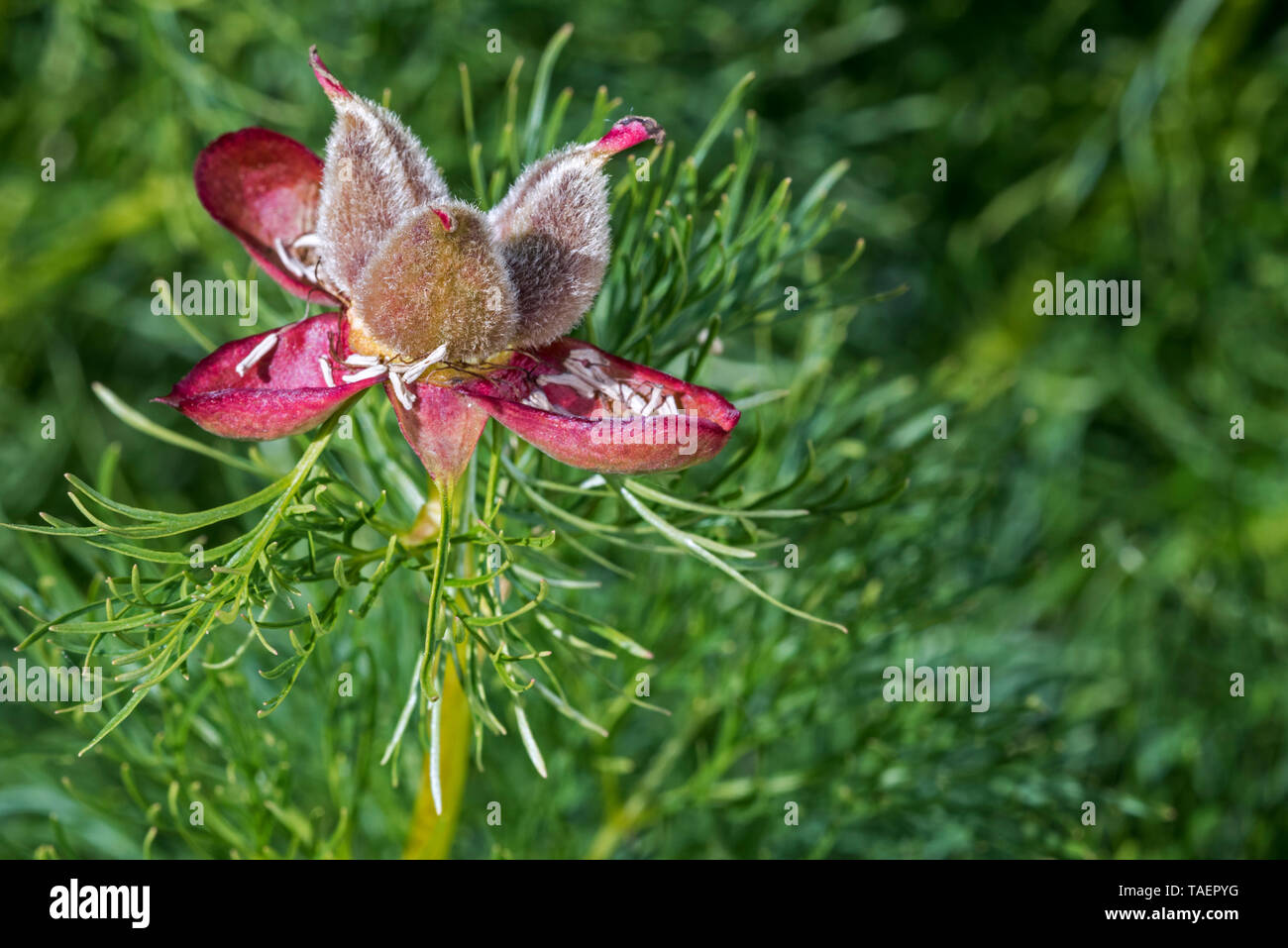 Feinblttrige pfingstrose -Fotos und -Bildmaterial in hoher Auflsung   Alamy