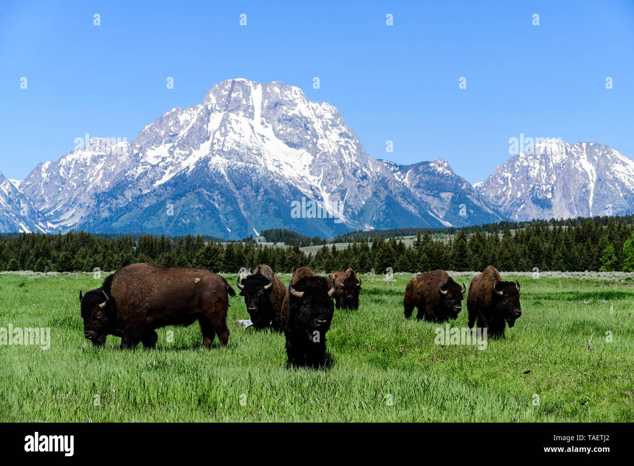 Eine Herde Bisons in einem Feld mit Mt. Moran im Hintergrund im Grand Teton National Park in der Nähe von Jackson Hole, Wyoming USA. Stockfoto