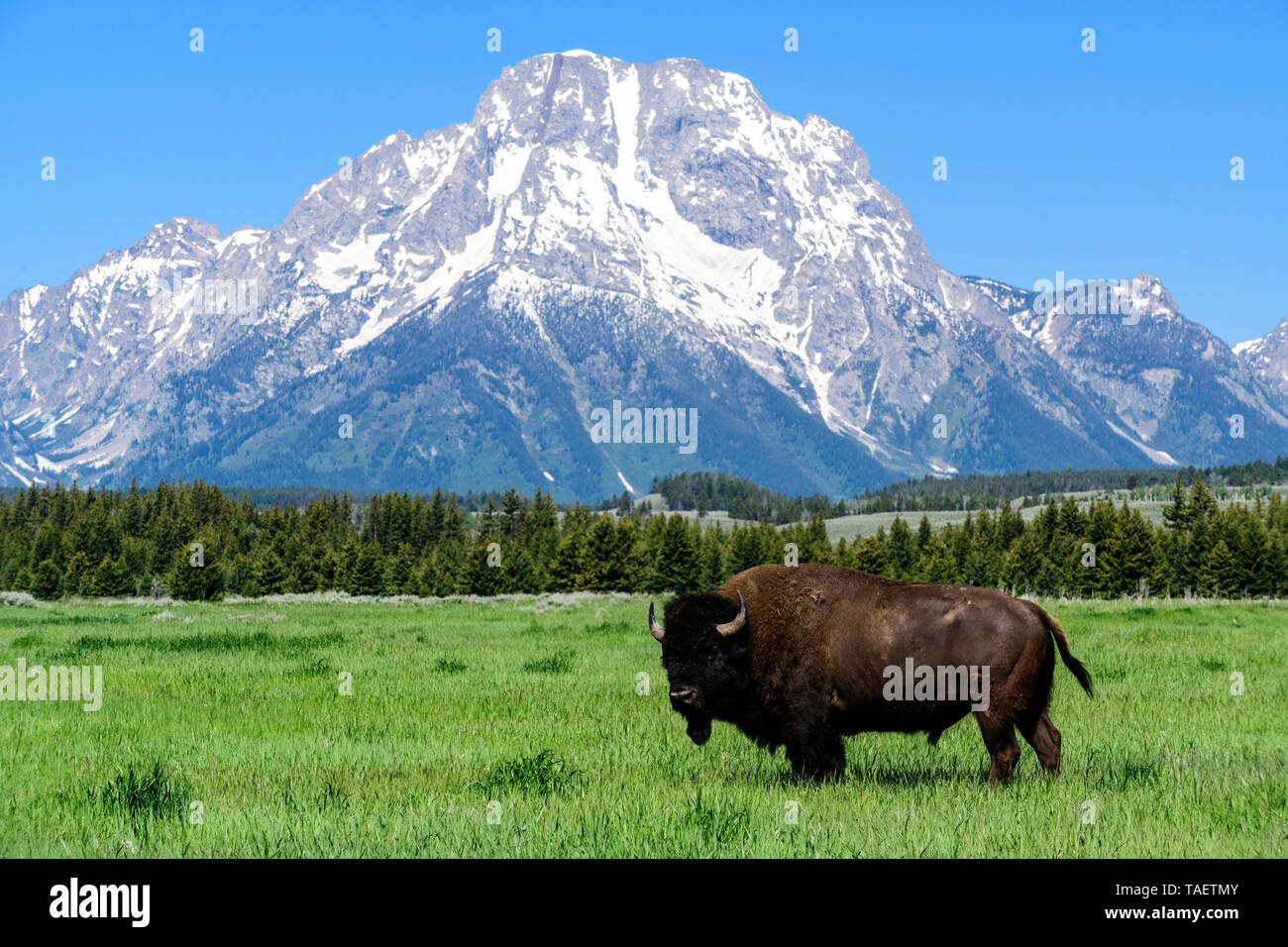 Ein Bison in einem Feld mit Mt. Moran im Hintergrund im Grand Teton National Park in der Nähe von Jackson Hole, Wyoming USA. Stockfoto
