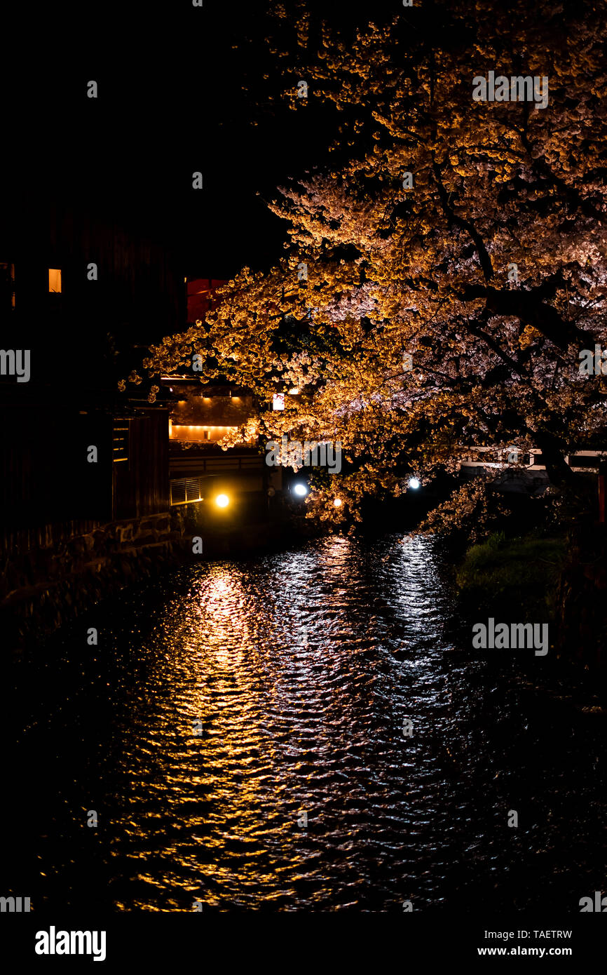 Kyoto, Japan Gion mit Cherry Blossom sakura Bäumen im Frühjahr mit Blumen im Park und orange Laterne Lampe beleuchtet Reflexion in dunkle schwarze Nacht o Stockfoto