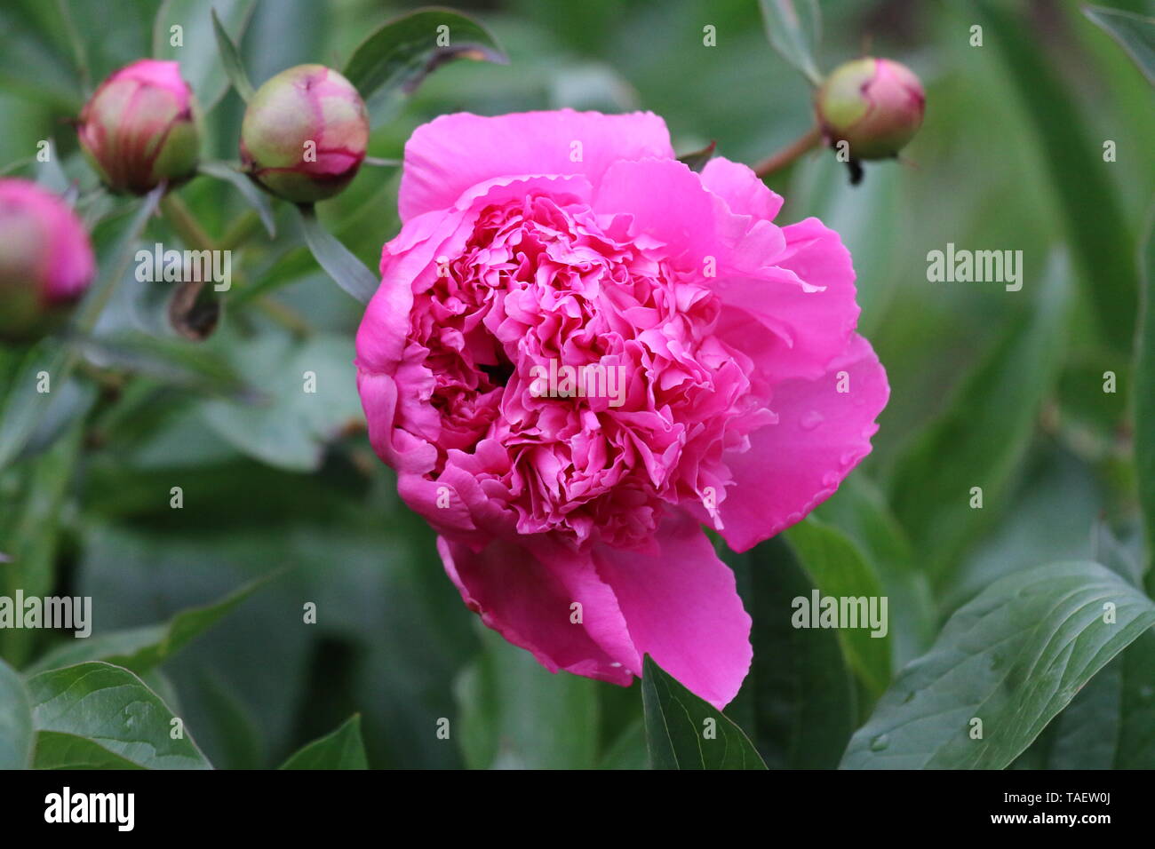 In der Nähe von einem schönen rosa Pfingstrose, Blüte im Garten im späten Frühjahr. Stockfoto